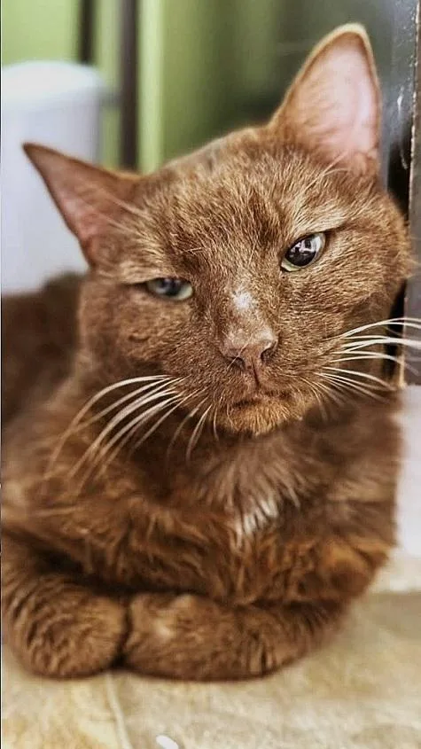An adult medium-sized male Brown / Chocolate Domestic Short Hair cat named Hershel for adoption in Pegram, TN