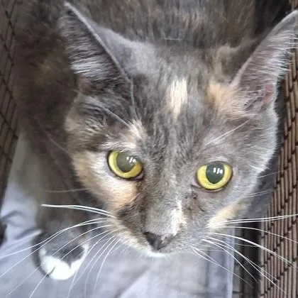 A senior large-sized female Brown / Chocolate Domestic Short Hair cat named Fatty for adoption in Rapid City, SD