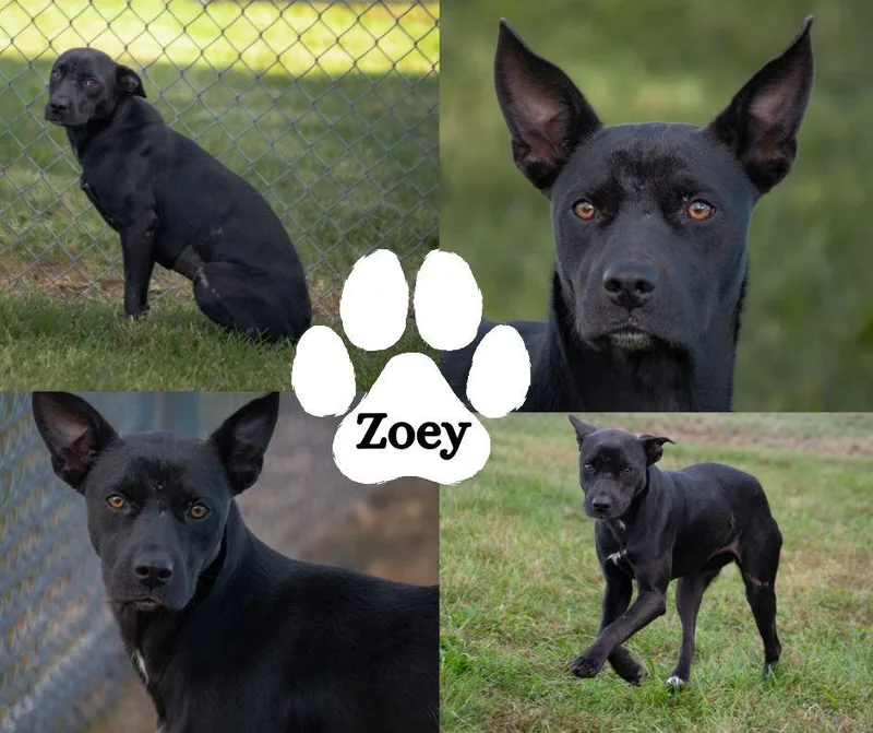 An adult medium-sized female Black Mixed Breed dog named Zoey for adoption in Winchester, KY