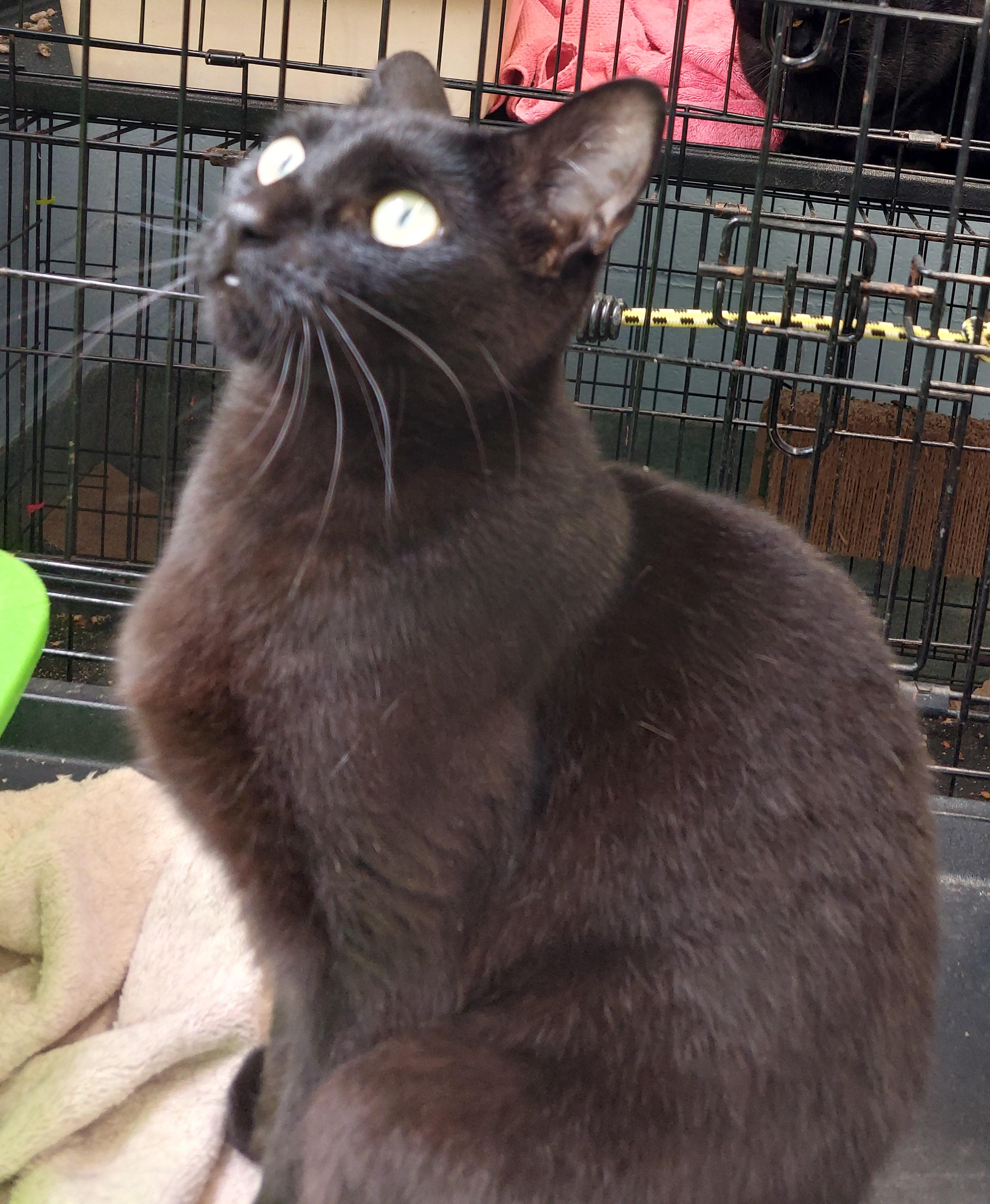 An adult medium-sized female Black Domestic Short Hair cat named Leah for adoption in Rehoboth, MA