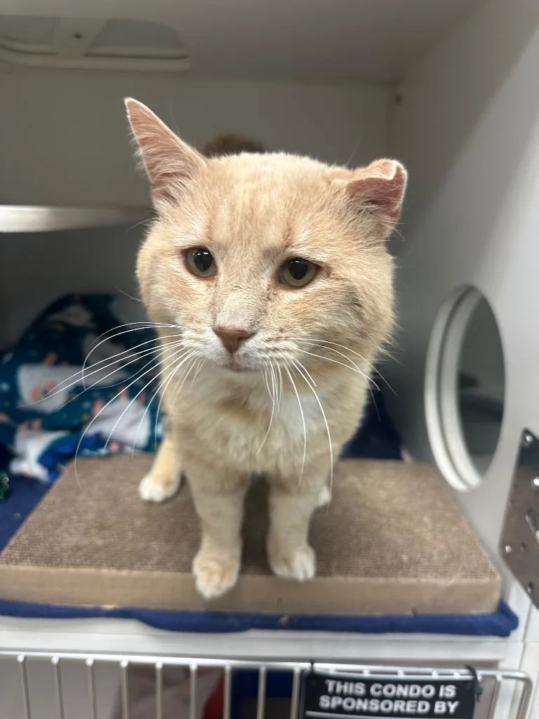 A senior medium-sized male Domestic Short Hair cat named James for adoption in Johnson City, TN