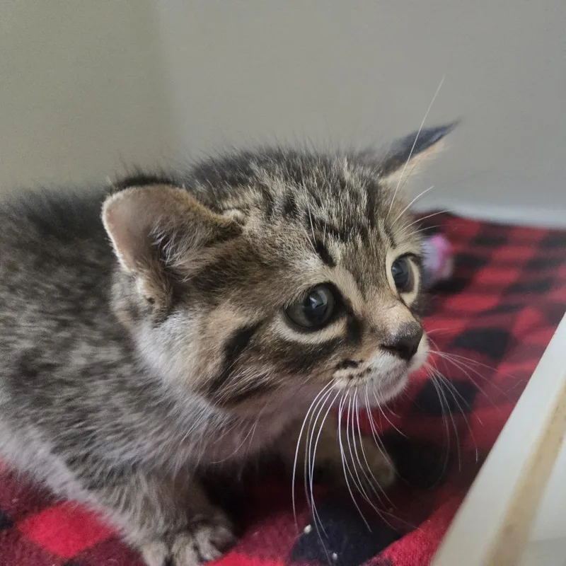 A baby small-sized male Brown / Chocolate Domestic Short Hair cat named Ford for adoption in Tawas City, MI