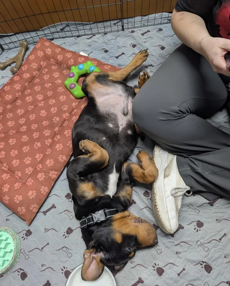 A baby medium-sized male Tricolor (Brown, Black, & White) Rottweiler dog named Biscuit for adoption in Batesville, AR
