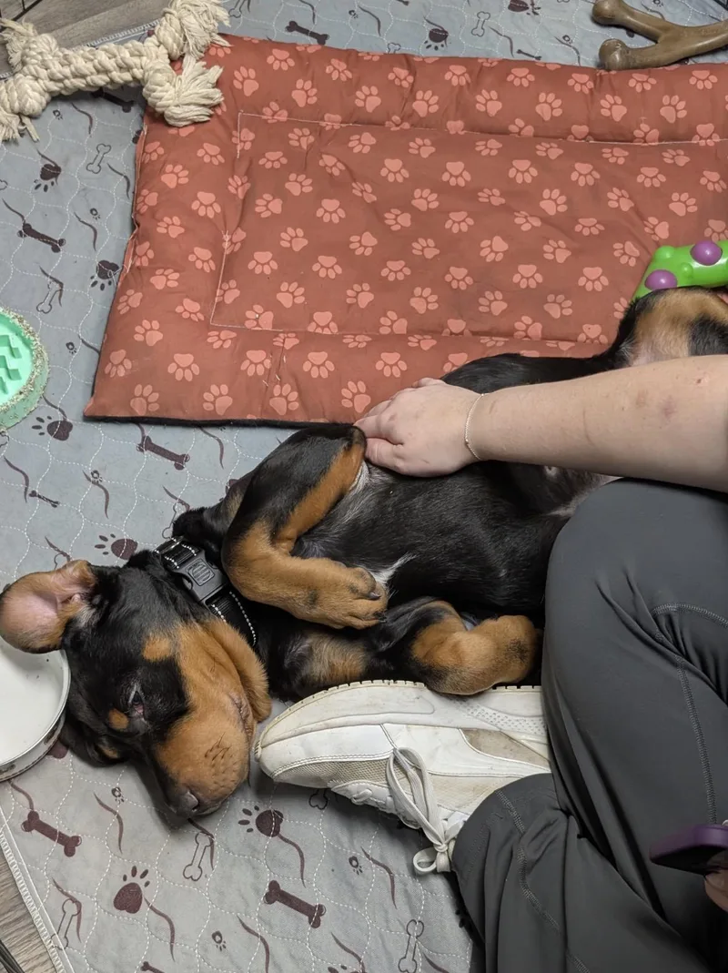 Biscuit thumbnail 3