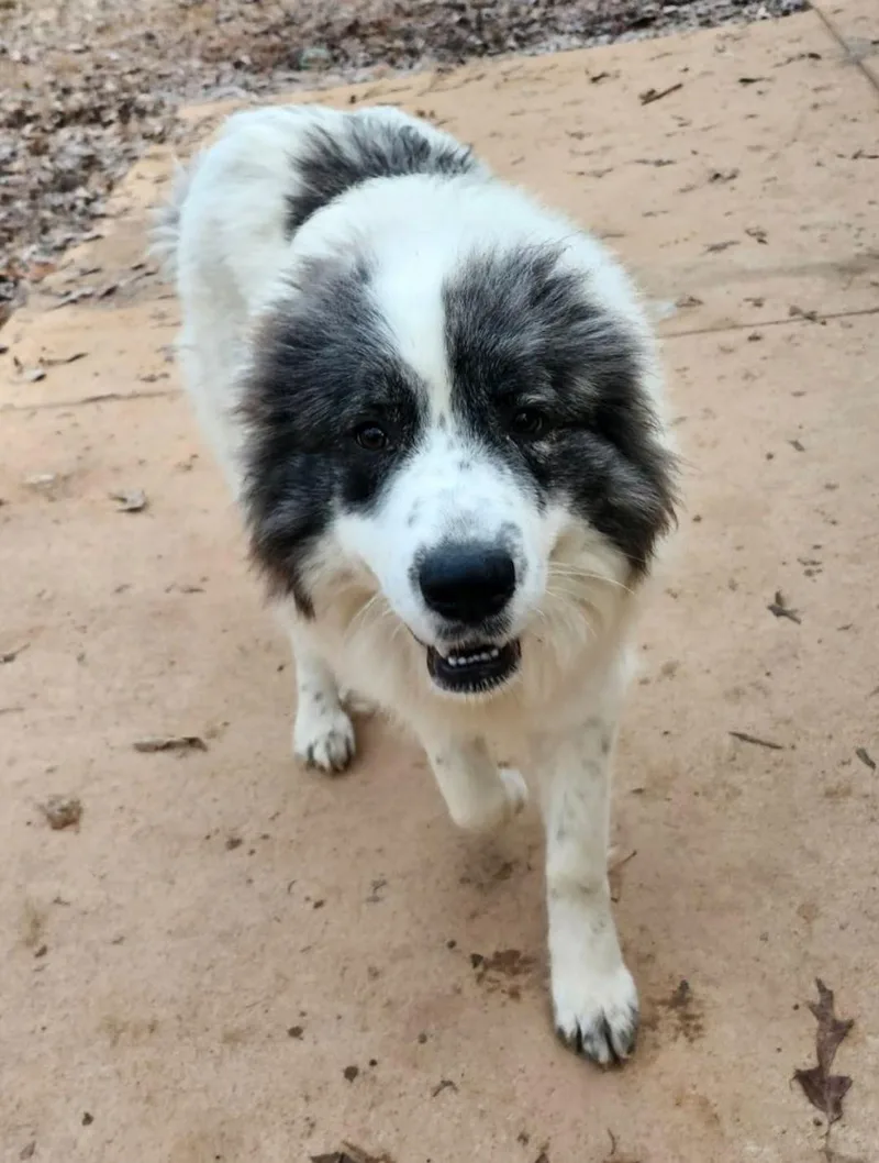 Josephine thumbnail 2