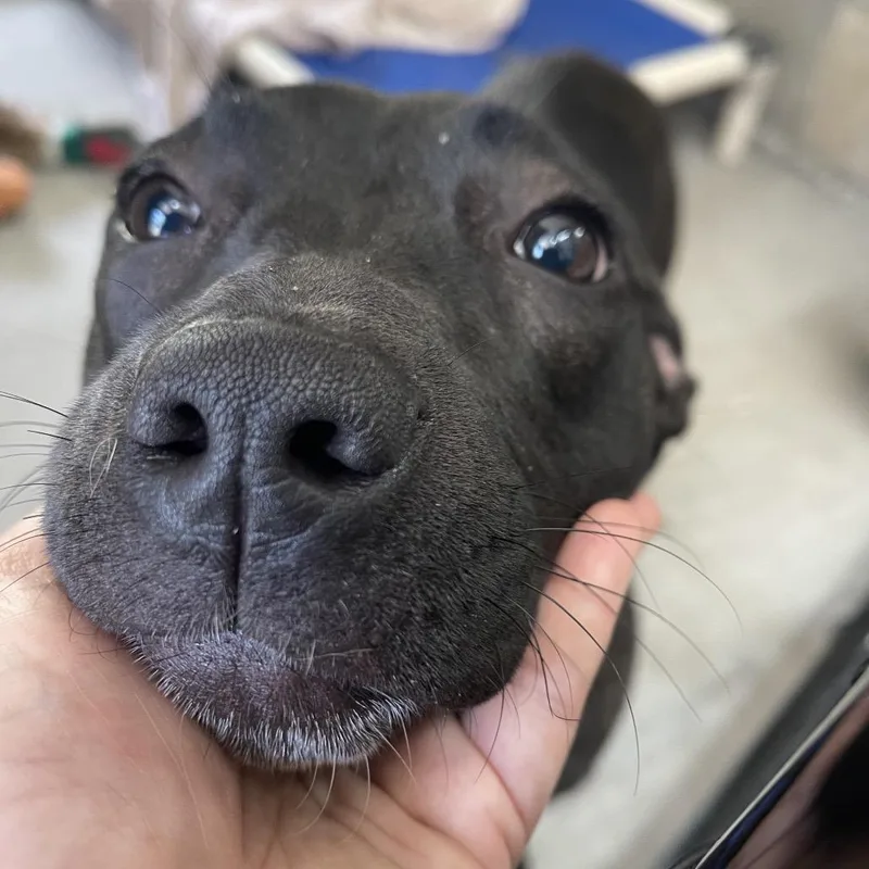 A baby medium-sized female Black Terrier dog named Buffy for adoption in Clearwater, FL