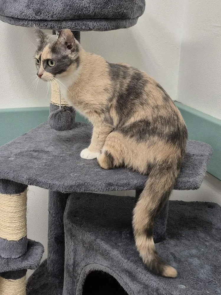 A young medium-sized female Domestic Short Hair cat named Bella for adoption in South Bend, IN
