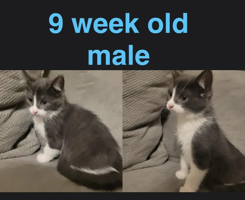 A baby small-sized male Domestic Short Hair cat named Fern for adoption in Mustang, OK