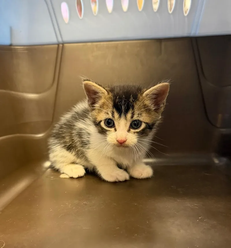 A baby small-sized male Domestic Short Hair cat named Buster for adoption in Maumelle, AR