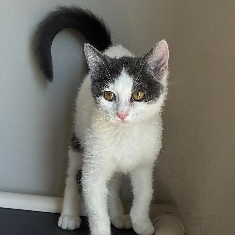 A baby small-sized female Gray / Blue / Silver Domestic Short Hair cat named Edith for adoption in Ponca City, OK