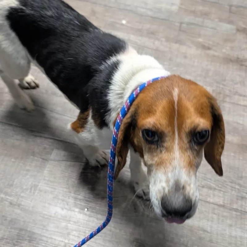 An adult medium-sized male Yellow / Tan / Blond / Fawn Beagle dog named Carol for adoption in Jefferson city, TN