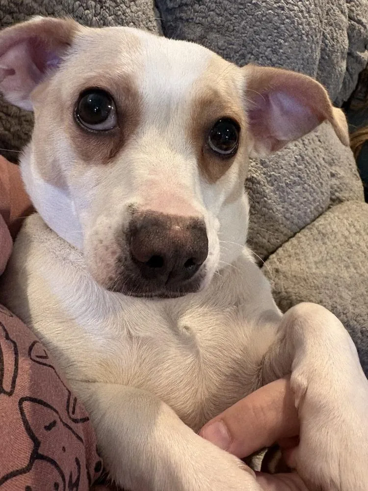 Abbie