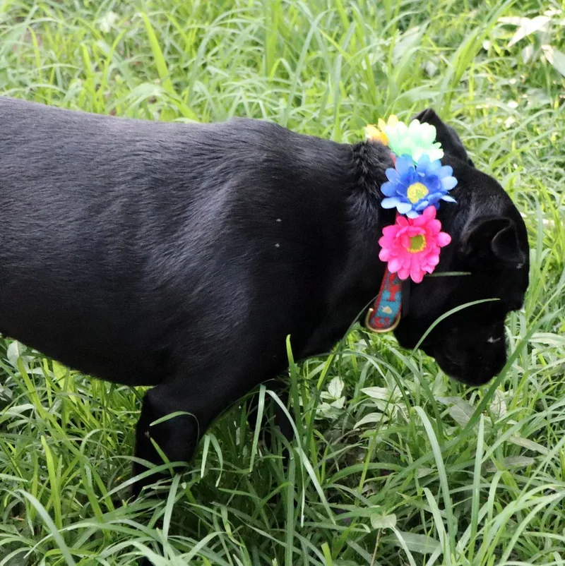 An adult large-sized female Pit Bull Terrier dog named Aria for adoption in Bartlett, TN