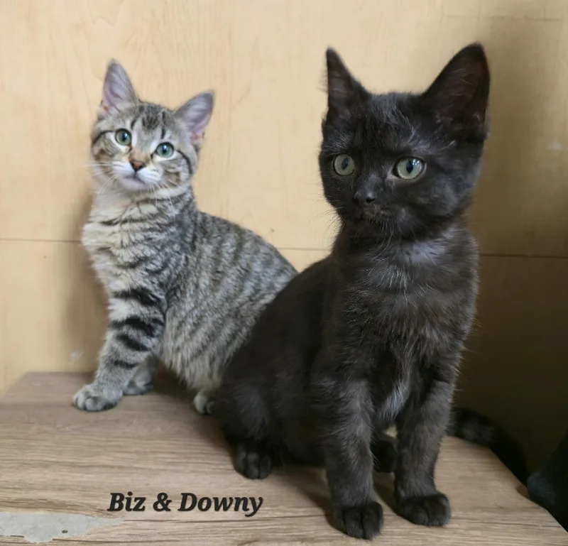 Biz  Downy thumbnail 2