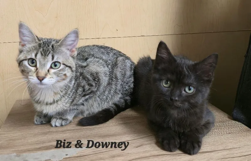 Biz  Downy thumbnail 3