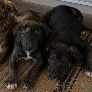 A baby large-sized male Black German Shepherd Dog dog named Bear for adoption in Crosby, TX