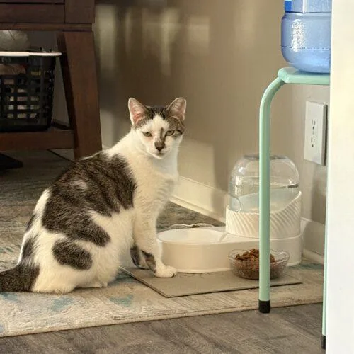 A young medium-sized male Domestic Short Hair cat named Sunny for adoption in Tampa, FL