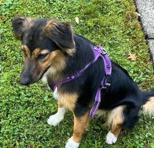 A young medium-sized female Tricolor (Brown, Black, & White) Australian Shepherd dog named Merry Meadow for adoption in Collegeville, PA