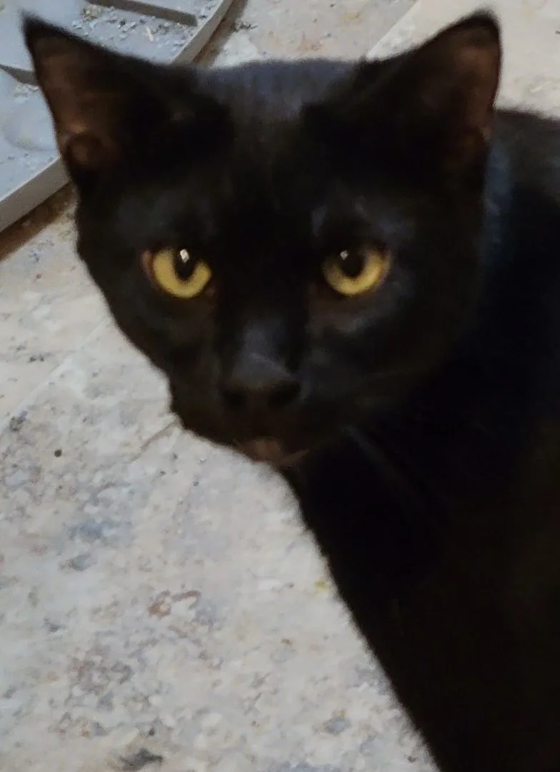An adult medium-sized male Black Bombay cat named Alistair Wandel for adoption in Lyons, IL