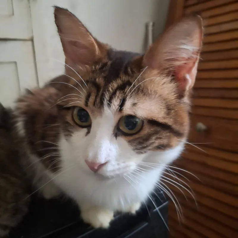 Einstein thumbnail 2