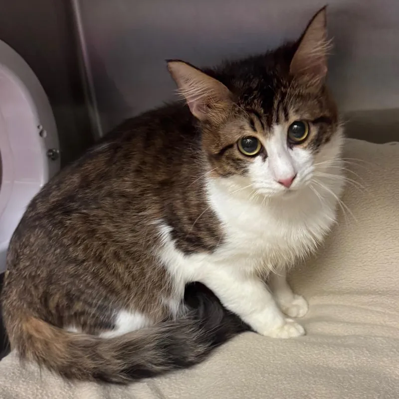 Einstein thumbnail 3