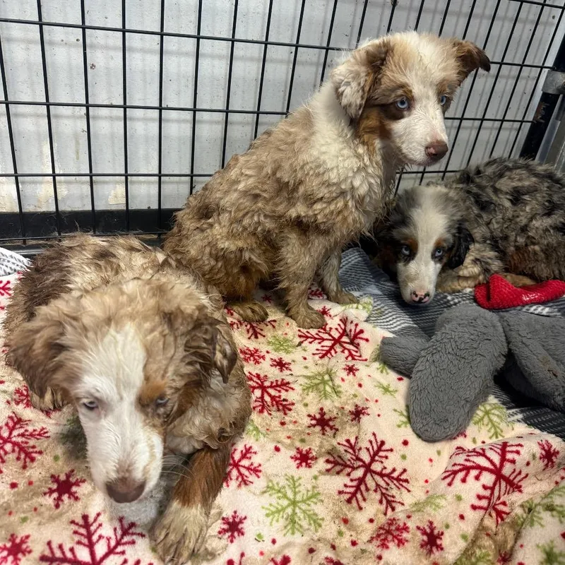A baby small-sized male Brown / Chocolate Australian Shepherd dog named Harbor for adoption in Normal, IL