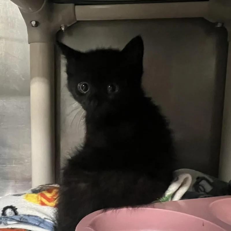 A baby small-sized female Black Domestic Short Hair cat named Bertha for adoption in Mentor, OH