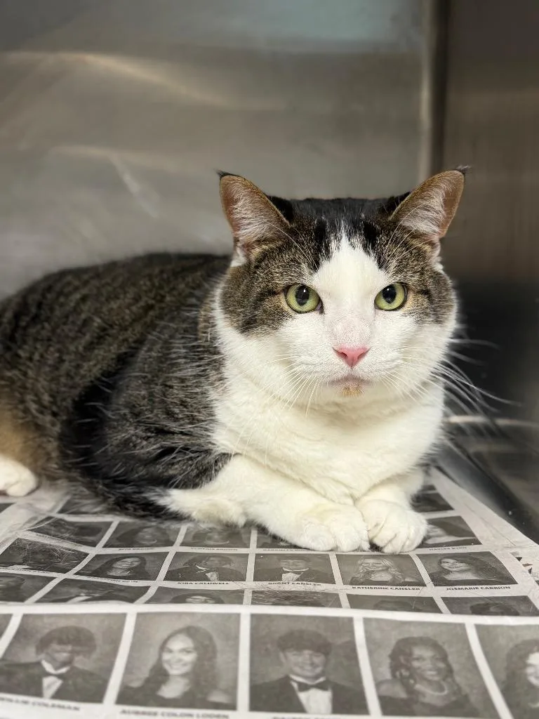 A young extra large-sized male Domestic Short Hair cat named Mr Boots for adoption in Hopkinsville, KY