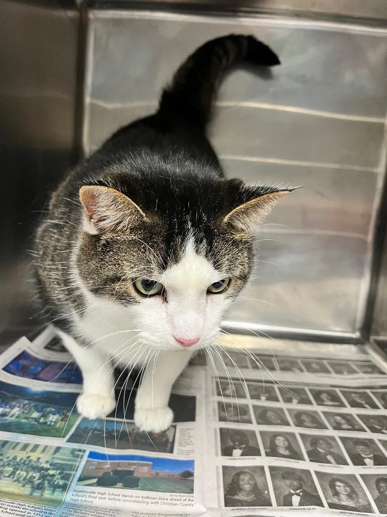 Mr Boots thumbnail 2