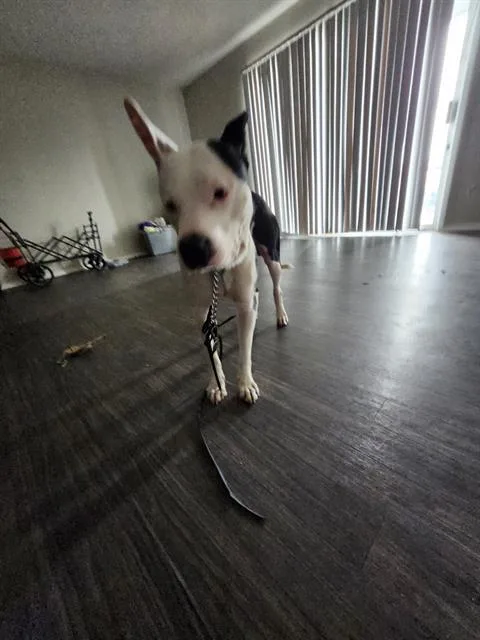 A young large-sized male American Staffordshire Terrier dog named Thor for adoption in San Antonio, TX