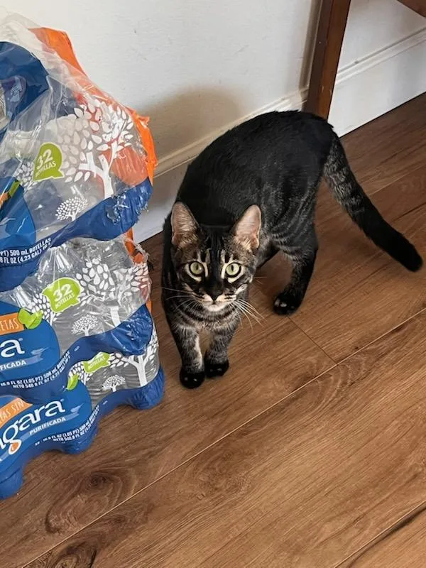 Lilo Lilo!! thumbnail 4