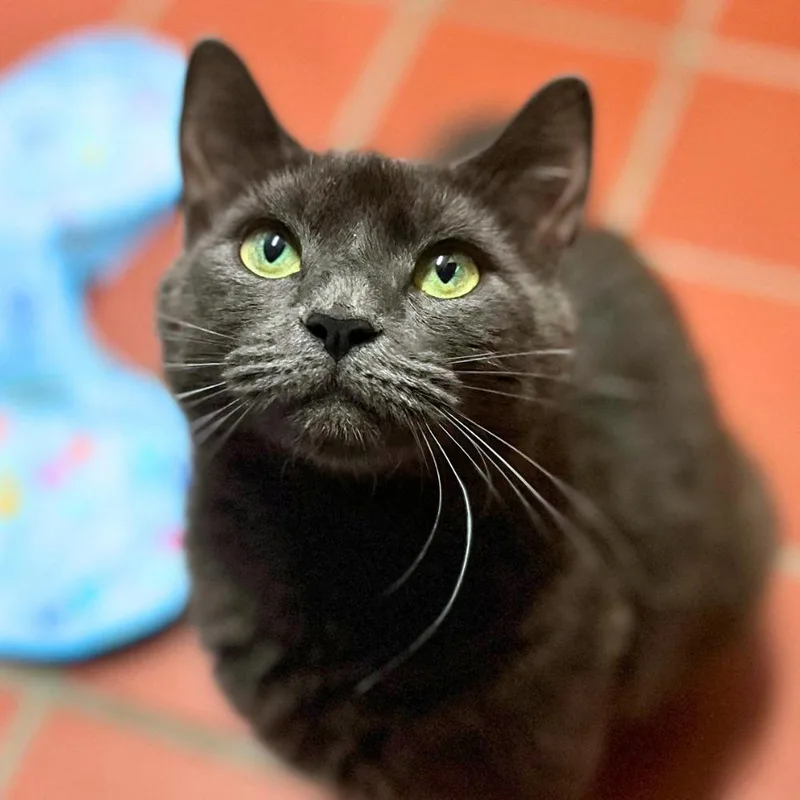 A young small-sized female Domestic Short Hair cat named Carmella for adoption in Port Washington, NY