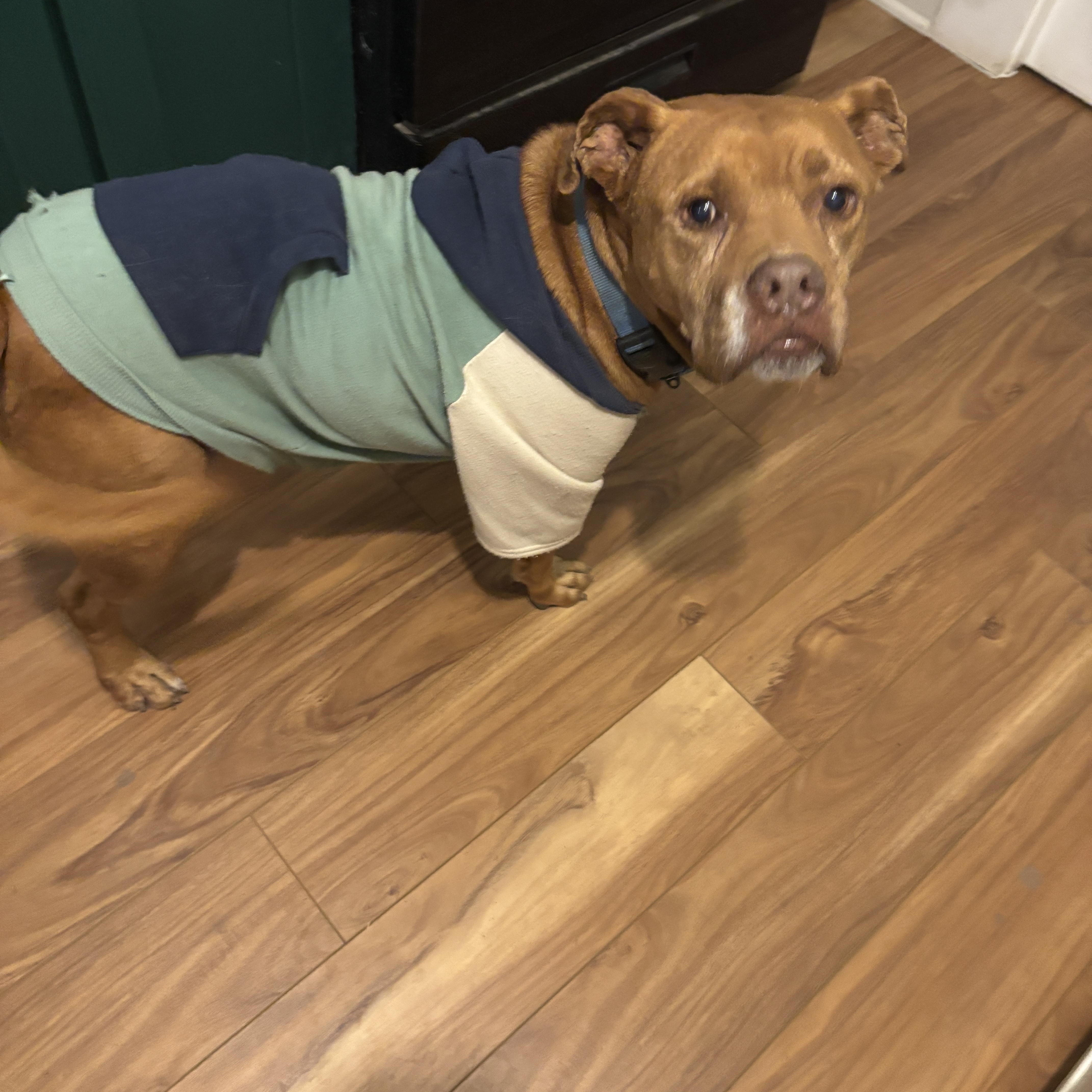 A senior medium-sized male Red / Chestnut / Orange American Bulldog dog named Jay for adoption in Mico, TX