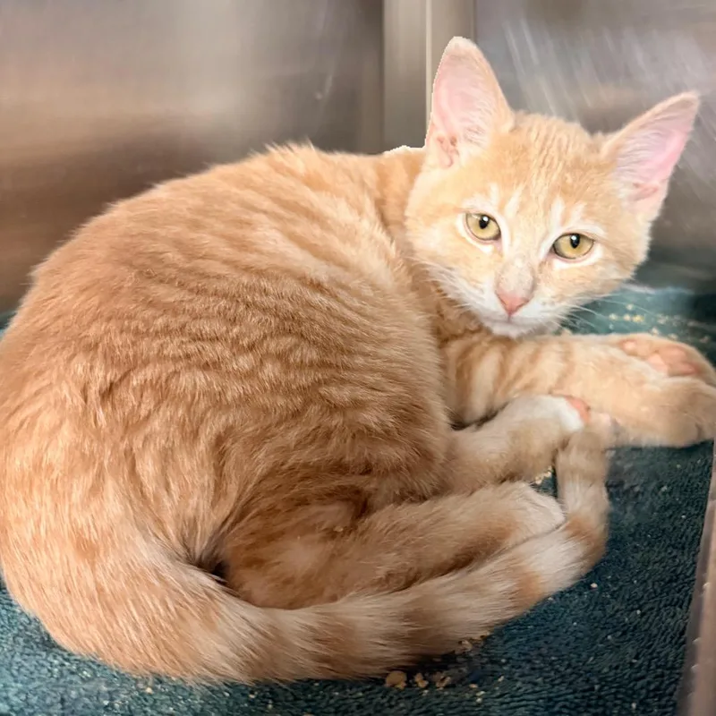 A baby small-sized male Orange / Red Domestic Short Hair cat named Chowder for adoption in Palm Springs, CA