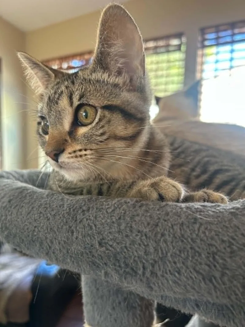 A baby medium-sized male Tabby (Brown / Chocolate) Domestic Short Hair cat named Nigel for adoption in Overland Park, KS