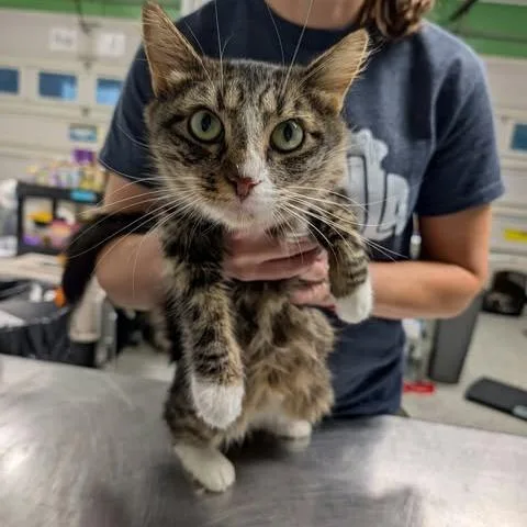 An adult medium-sized female Brown / Chocolate Domestic Medium Hair cat named Chicken Every Sunday for adoption in Fredericksburg, VA