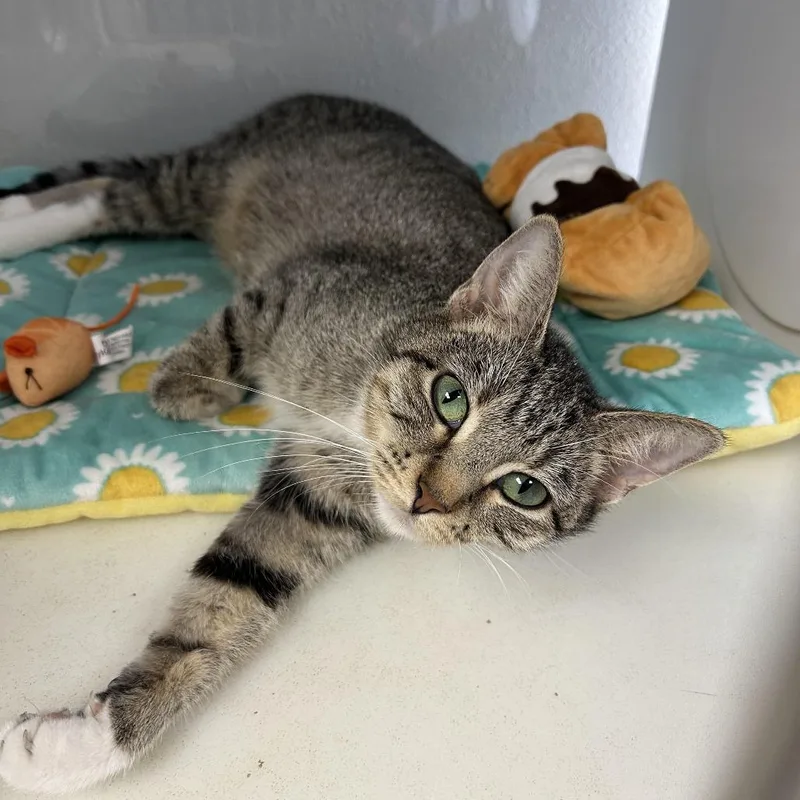 An adult small-sized female Brown / Chocolate Domestic Short Hair cat named Stella for adoption in Hannibal, MO