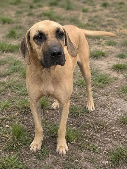 An adult medium-sized male Golden Black Mouth Cur dog named Clue for adoption in Inverness, FL
