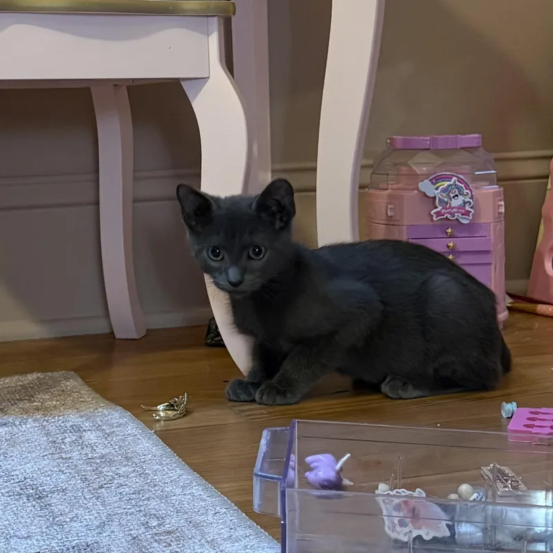 A baby medium-sized male Gray / Blue / Silver Domestic Short Hair cat named Peat for adoption in Brick, NJ