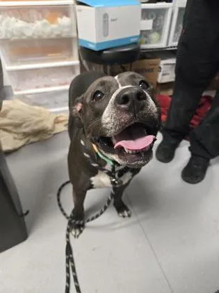 An adult large-sized female Mixed Breed dog named Chicharrone for adoption in West Chester, PA