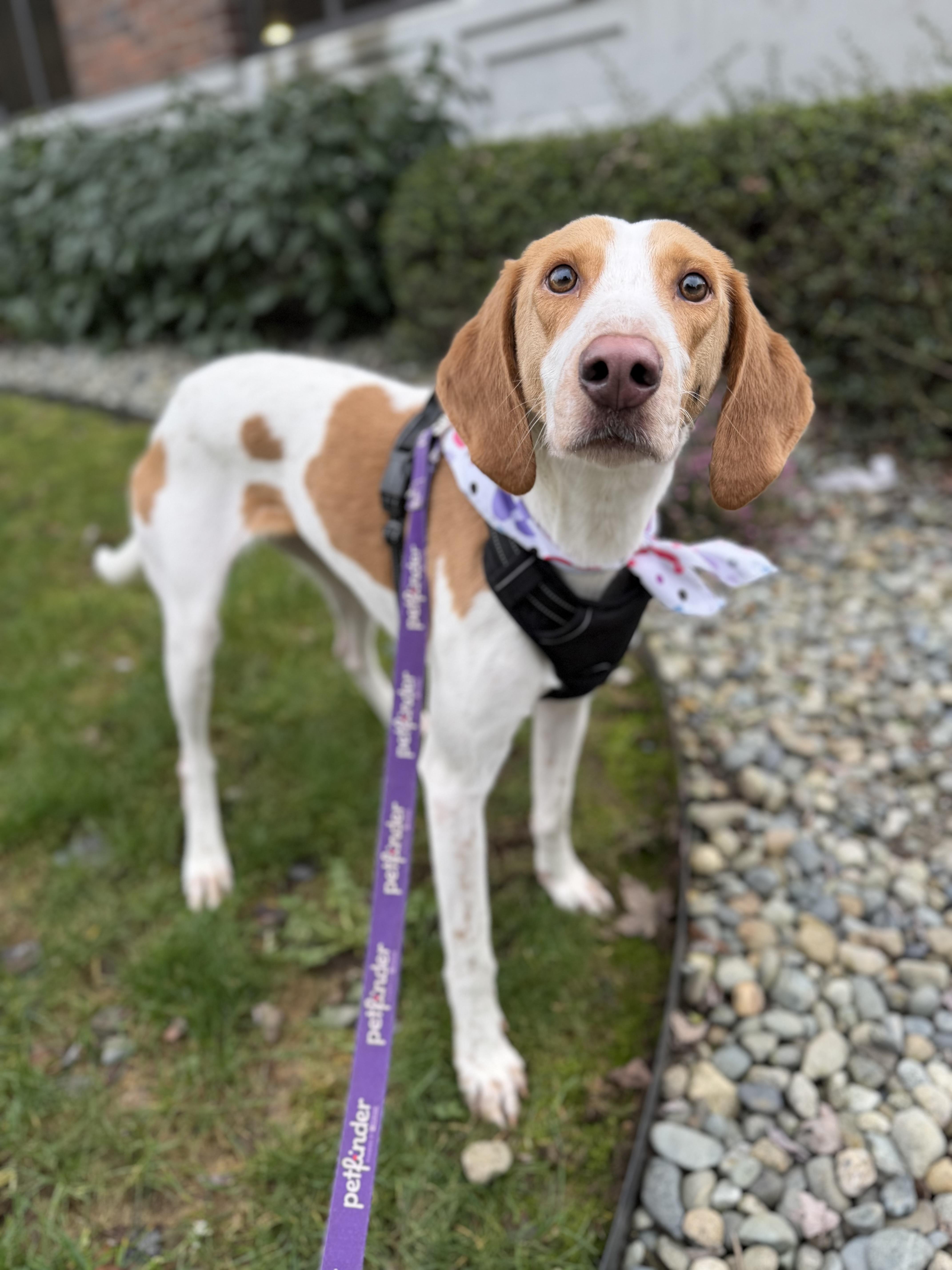 An adult medium-sized female Hound dog named Bessie for adoption in lynnwood , WA