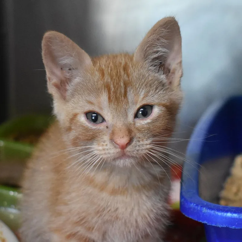 A baby small-sized male Orange / Red Domestic Short Hair cat named Rust for adoption in Flagstaff, AZ