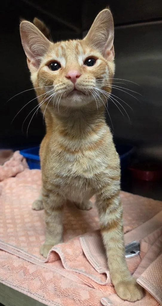 A baby small-sized male Domestic Short Hair cat named Charizard for adoption in Ocala, FL