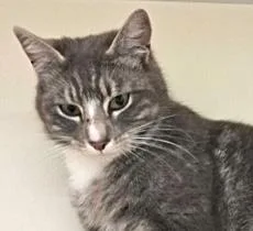 A young medium-sized female Domestic Short Hair cat named Astrea for adoption in Burlington, WA