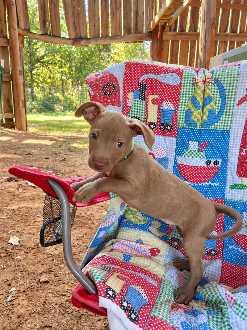 A baby medium-sized female Brown / Chocolate Boxer dog named Alibi West for adoption in Andover, MA