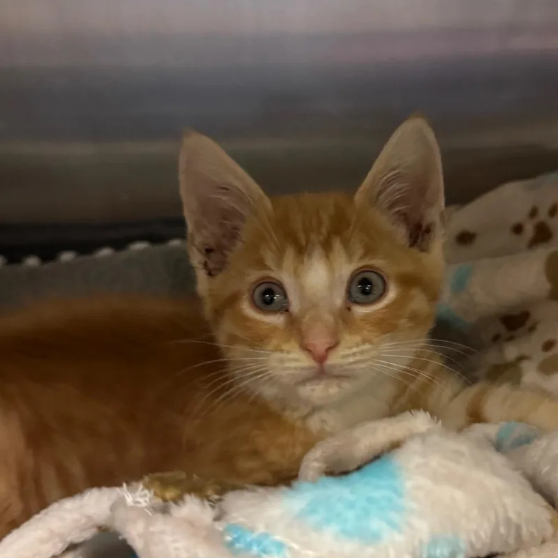 A baby small-sized male Domestic Short Hair cat named Frankie Stein for adoption in York, PA