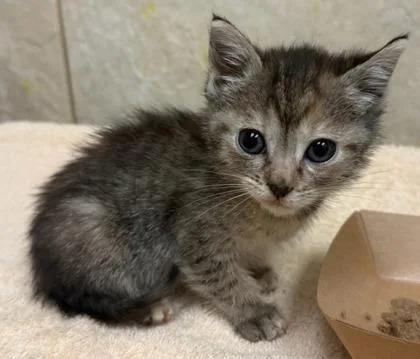 A baby small-sized female Domestic Short Hair cat named Riot for adoption in Honolulu, HI