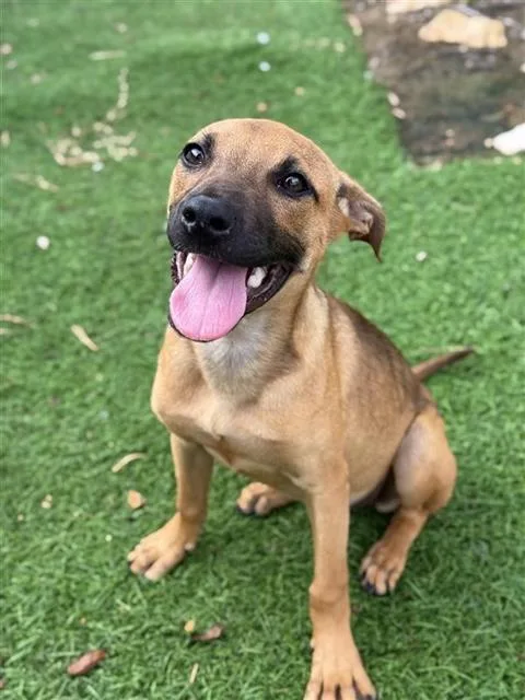 A young small-sized female Carolina Dog dog named Twin for adoption in Sugar Land, TX