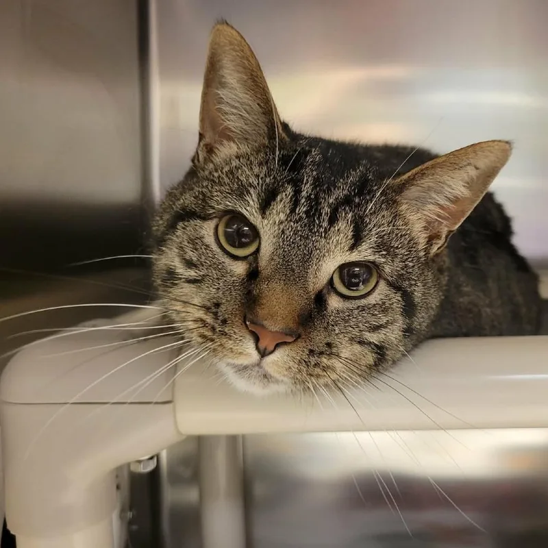 Frodo Baggins thumbnail 2