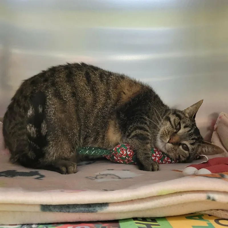 Frodo Baggins thumbnail 3